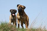 BULLMASTIFF 362